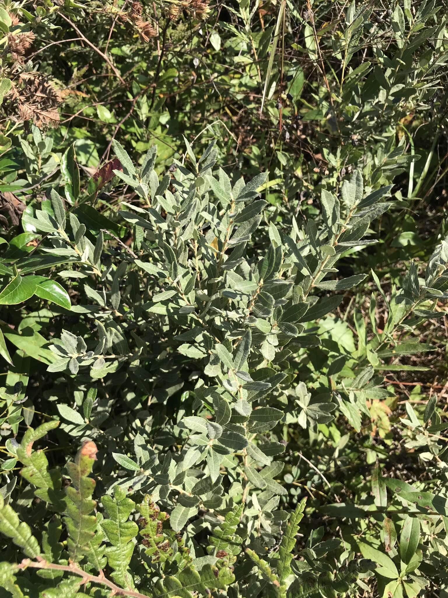 Image of prairie willow