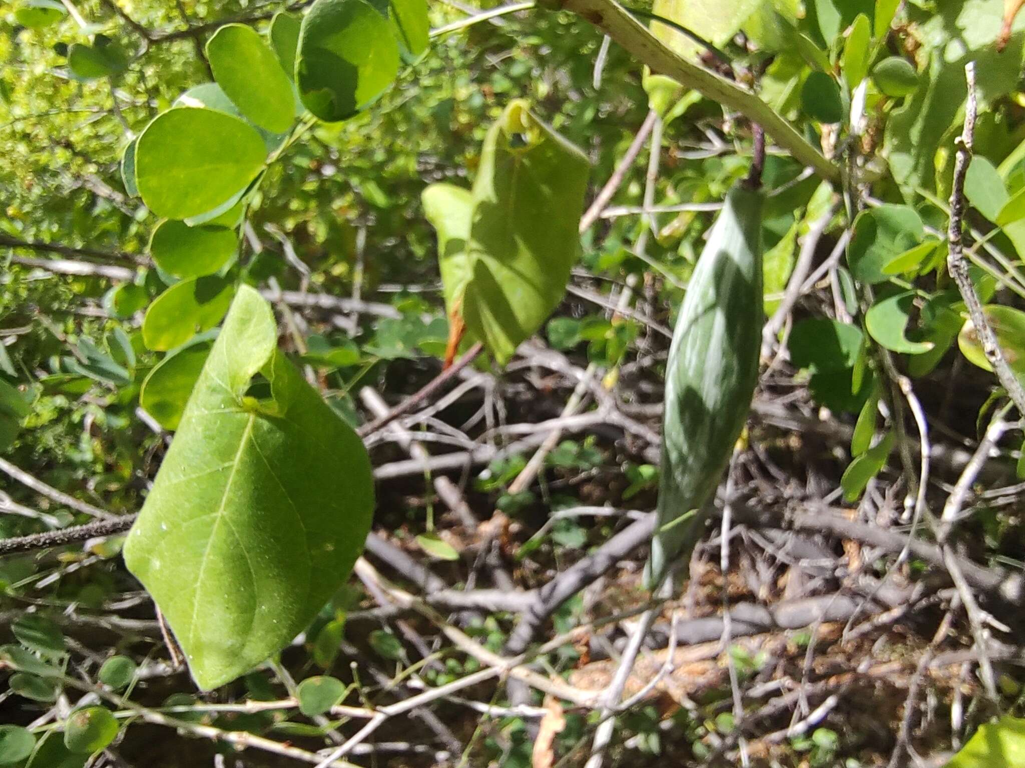 صورة Polystemma cordifolium (A. Gray) Mc Donnell & Fishbein