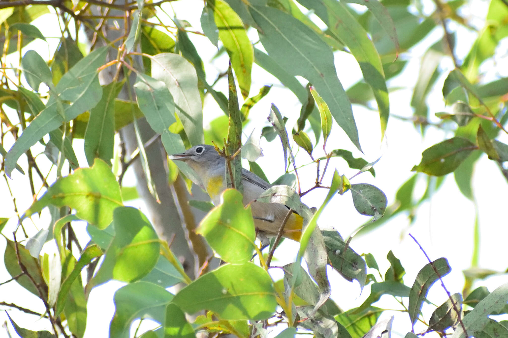 Image of Virginia's Warbler