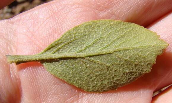 Salvia chamelaeagnea Berg. resmi