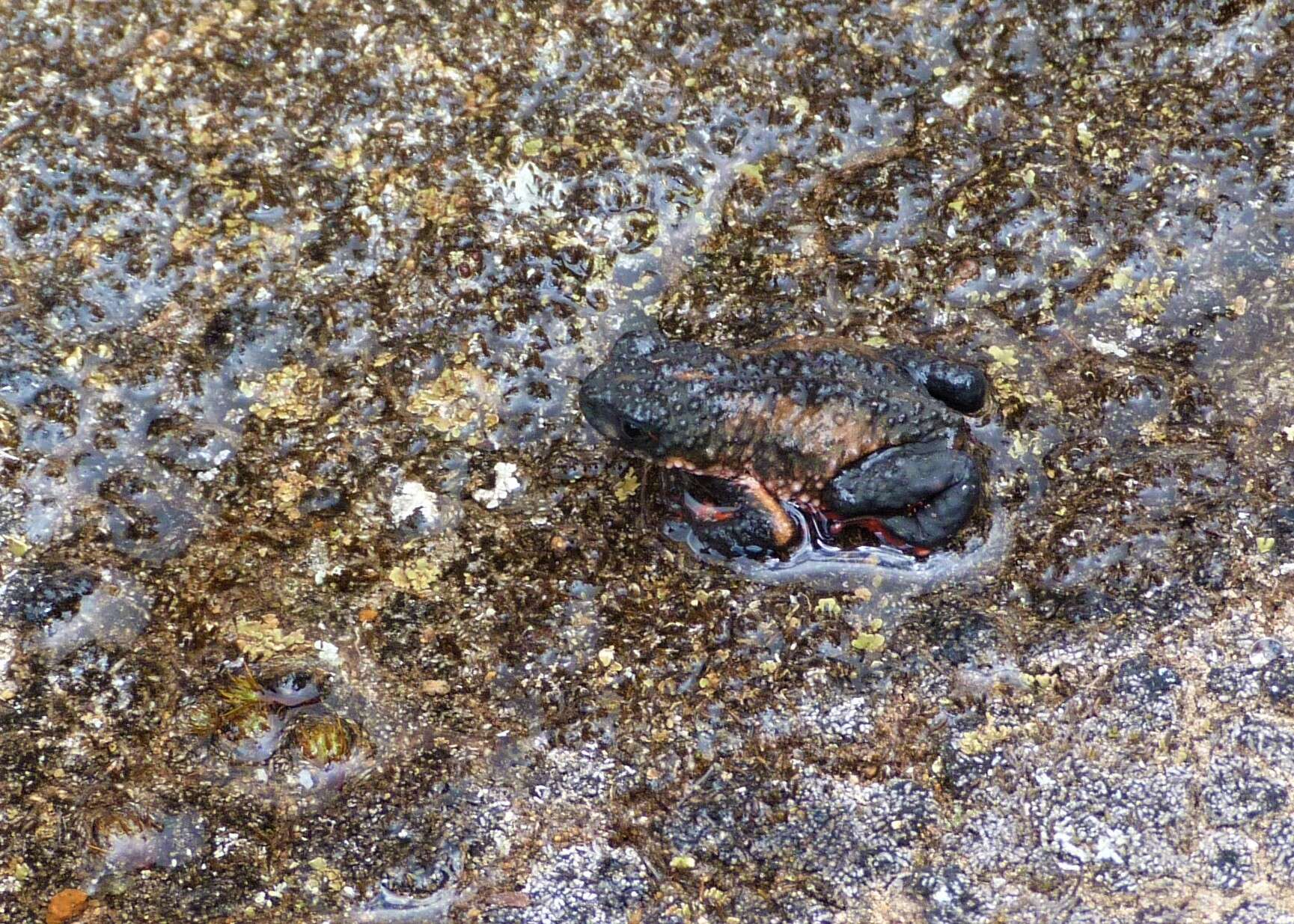 Image of Maldonada Redbelly Toad