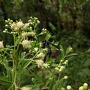 صورة Zethus brasiliensis de Saussure