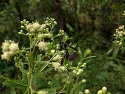 Zethus brasiliensis de Saussure的圖片