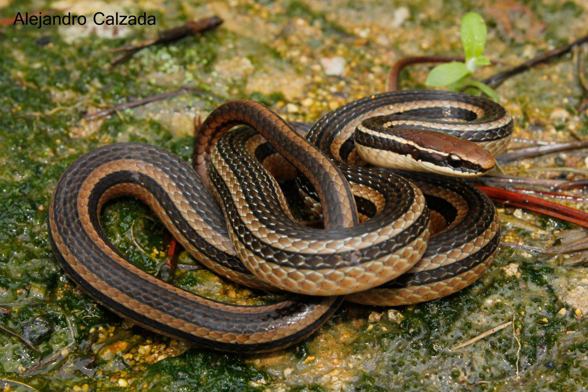 Image of Ribbon Graceful Brown Snake