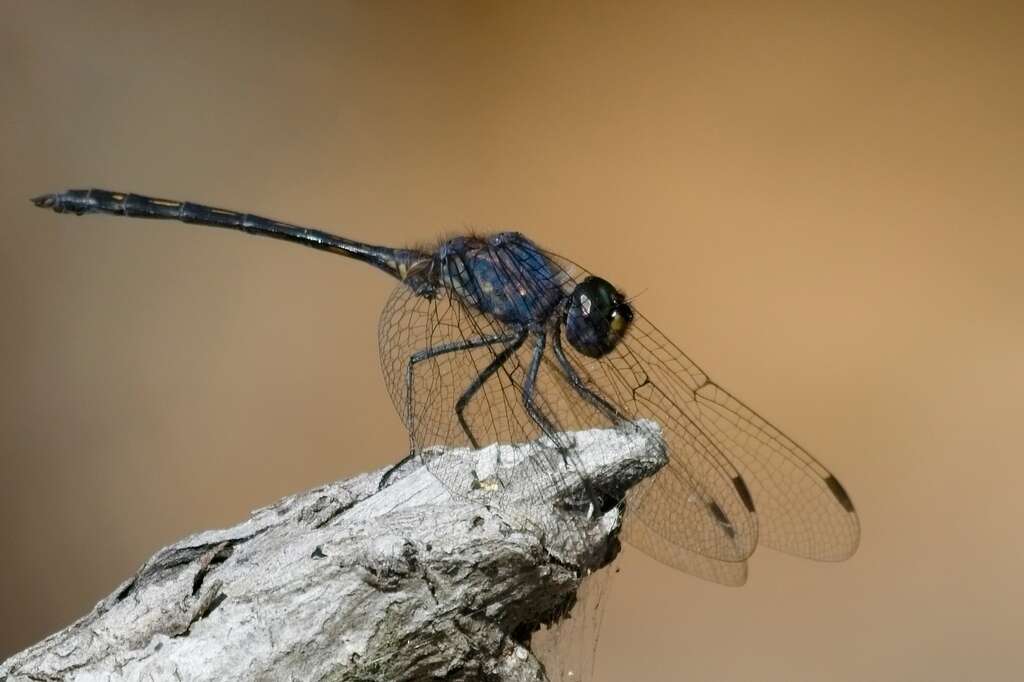 Слика од Trithemis aconita Lieftinck 1969