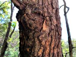 Image de Angophora subvelutina F. Müll.