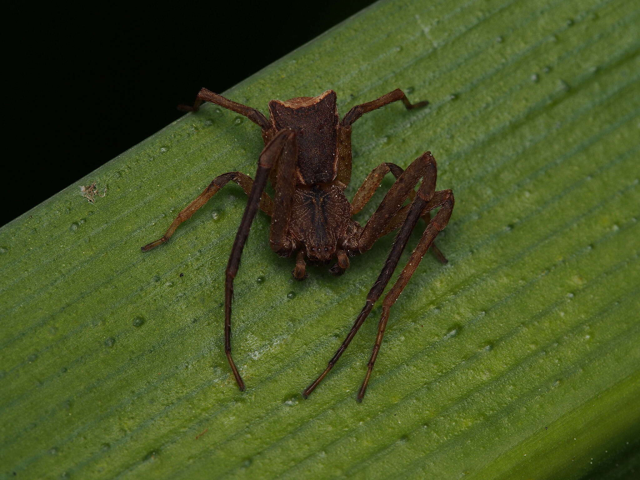 Sivun Sidymella angularis (Urquhart 1885) kuva