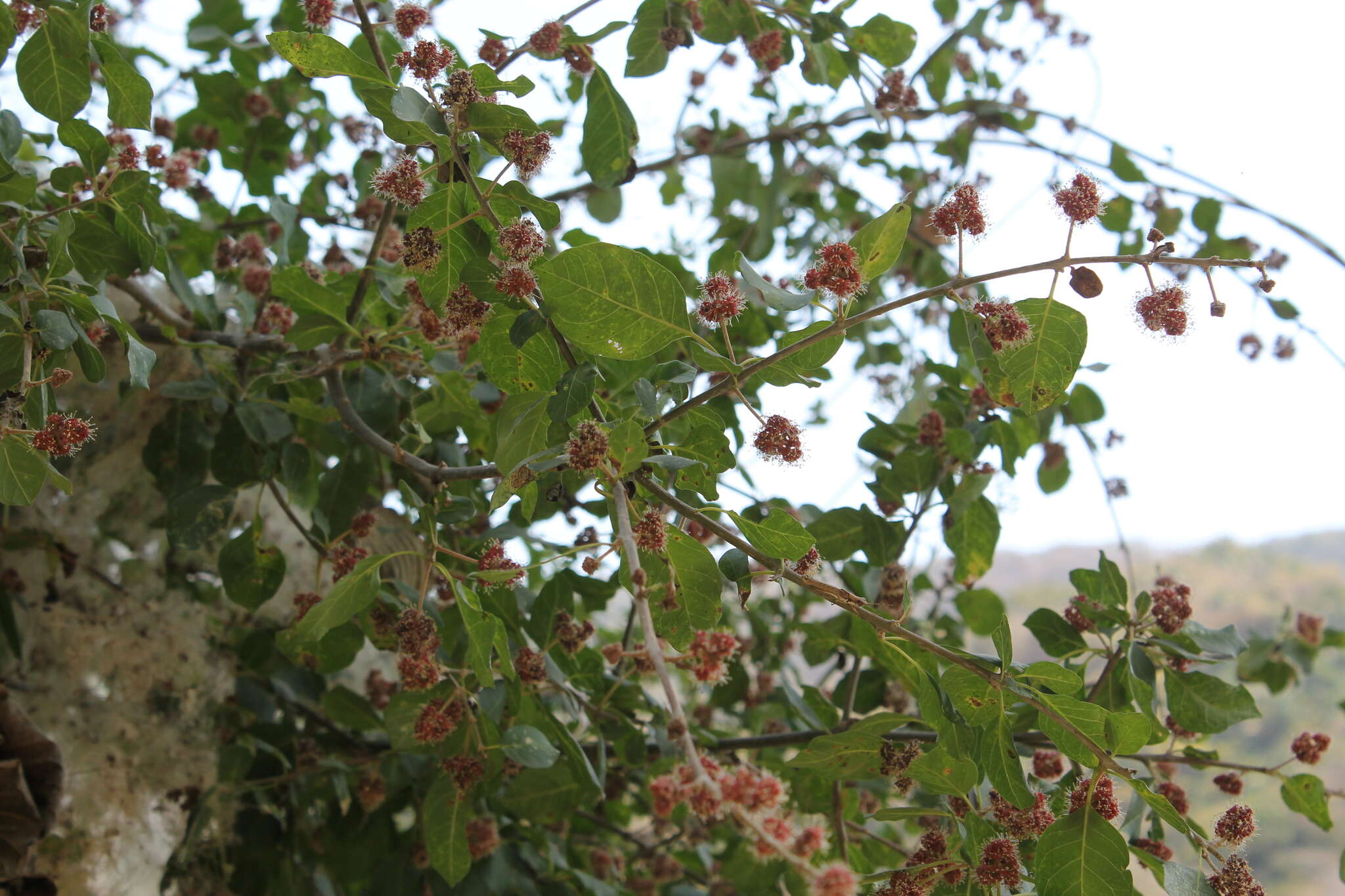 Image de Pisonia capitata (S. Wats.) Standl.