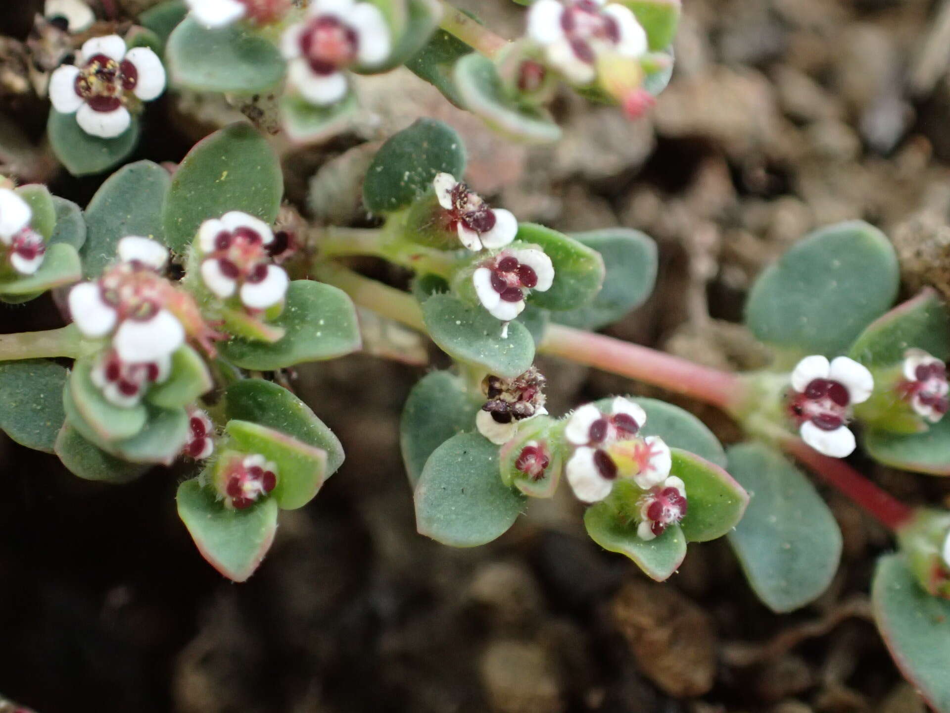 Image de <i>Euphorbia <i>polycarpa</i></i> var. polycarpa