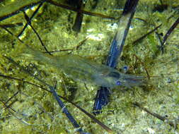 Image of Baltic prawn