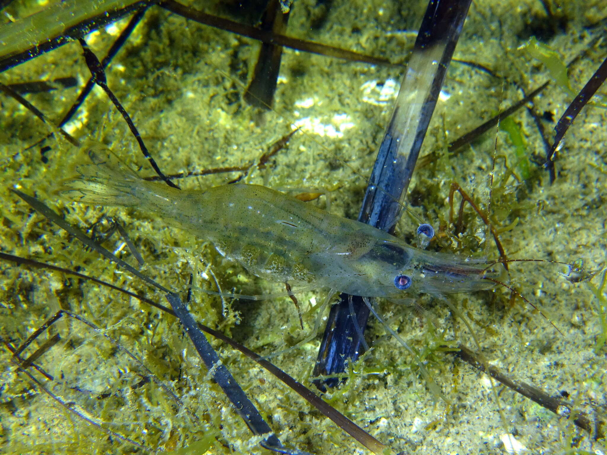 Image of Baltic prawn