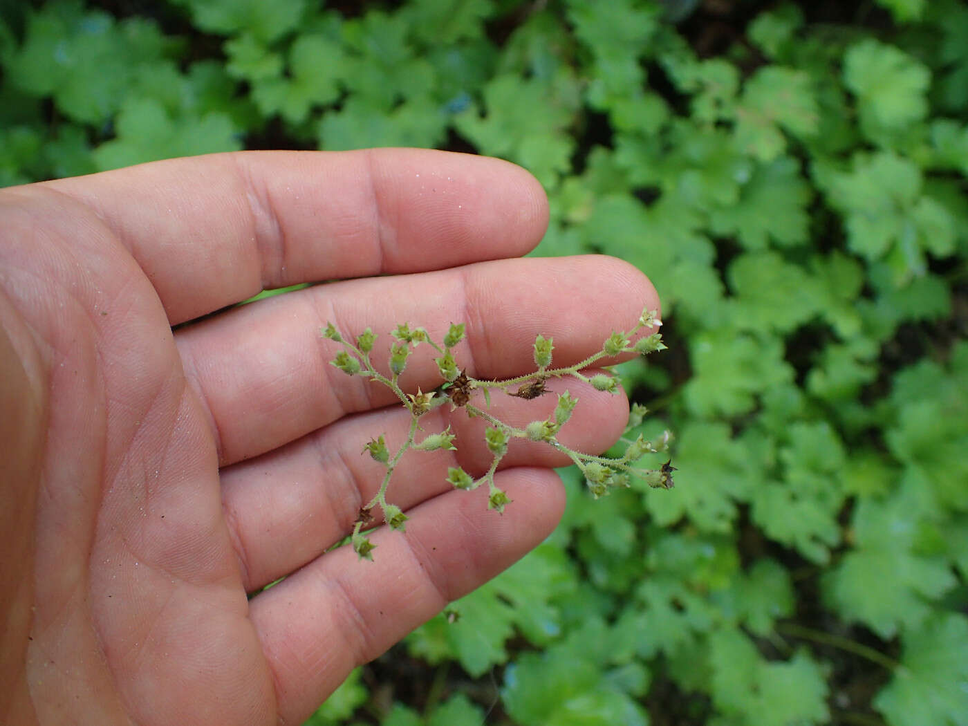 Image of Allegheny brookfoam