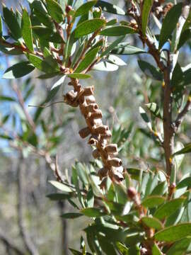 Sivun Callistemon pungens subsp. pungens kuva