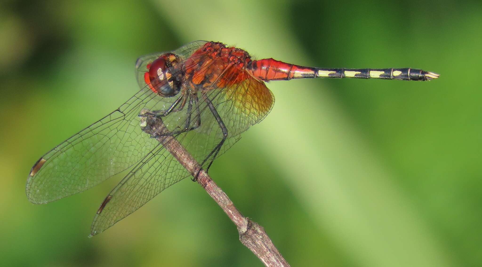 Image of Barbet Percher