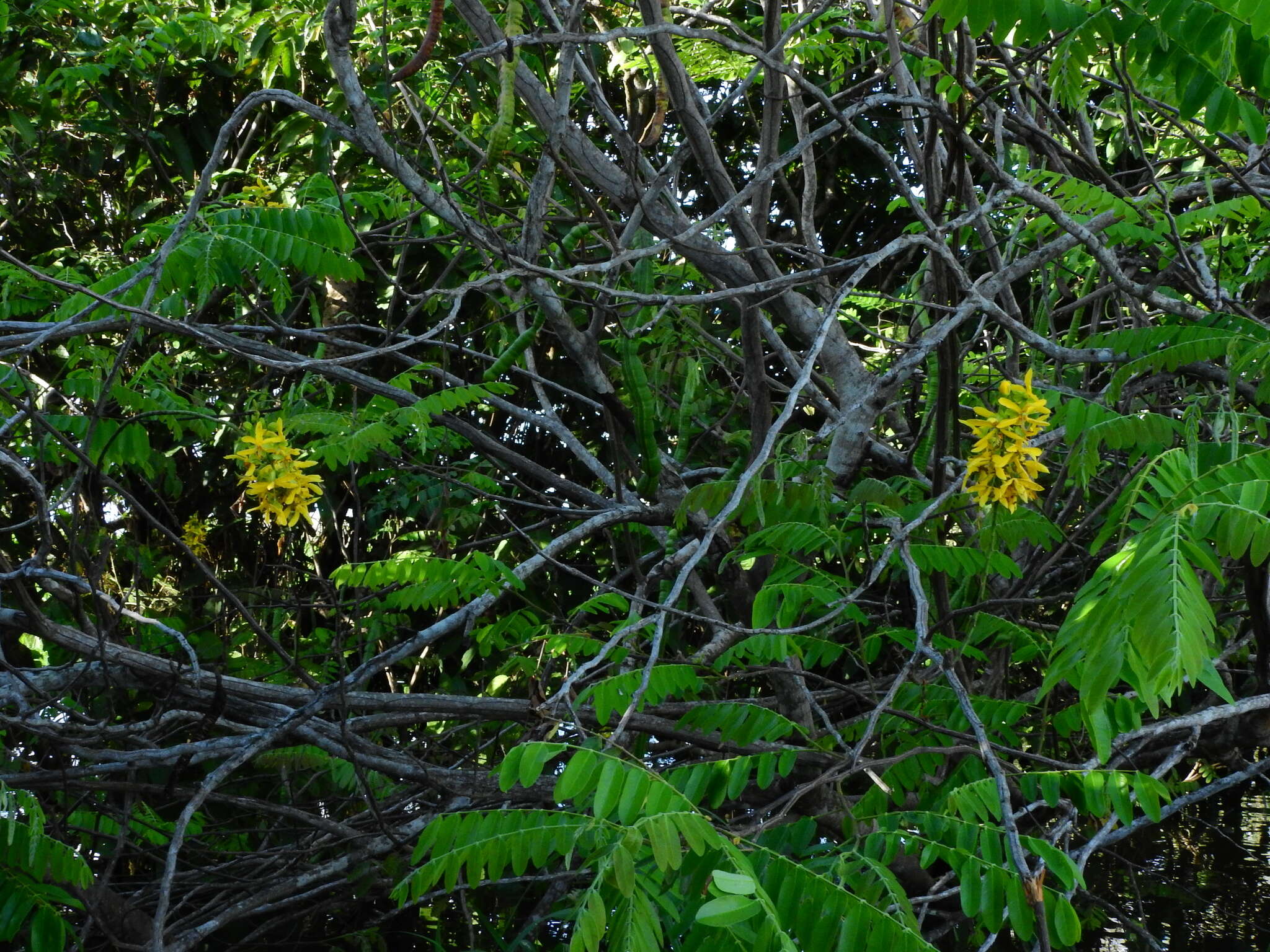 Image of Cassia leiandra Benth.