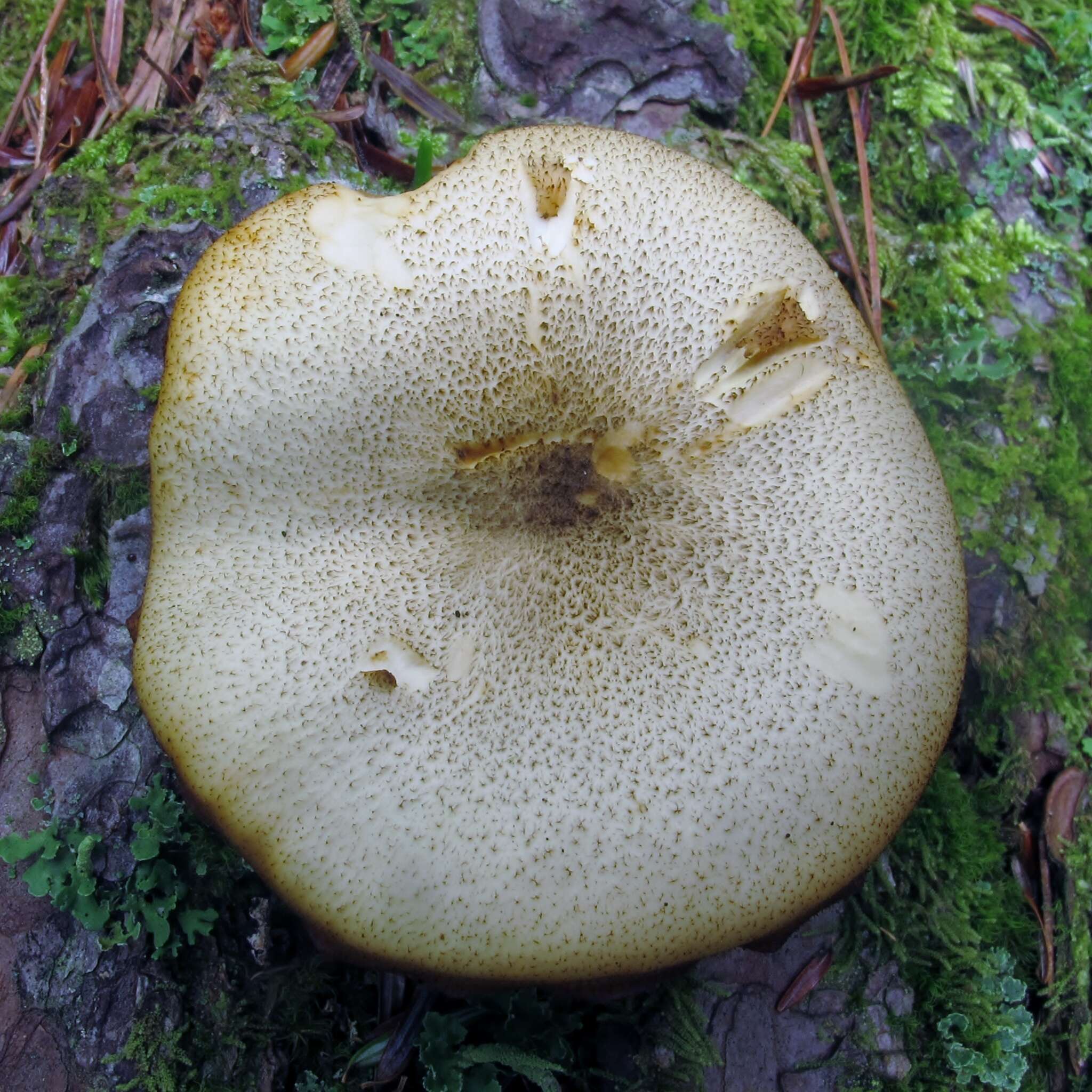 Image of Tricholomopsis decora (Fr.) Singer 1939