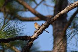 Image of Bachman's Sparrow