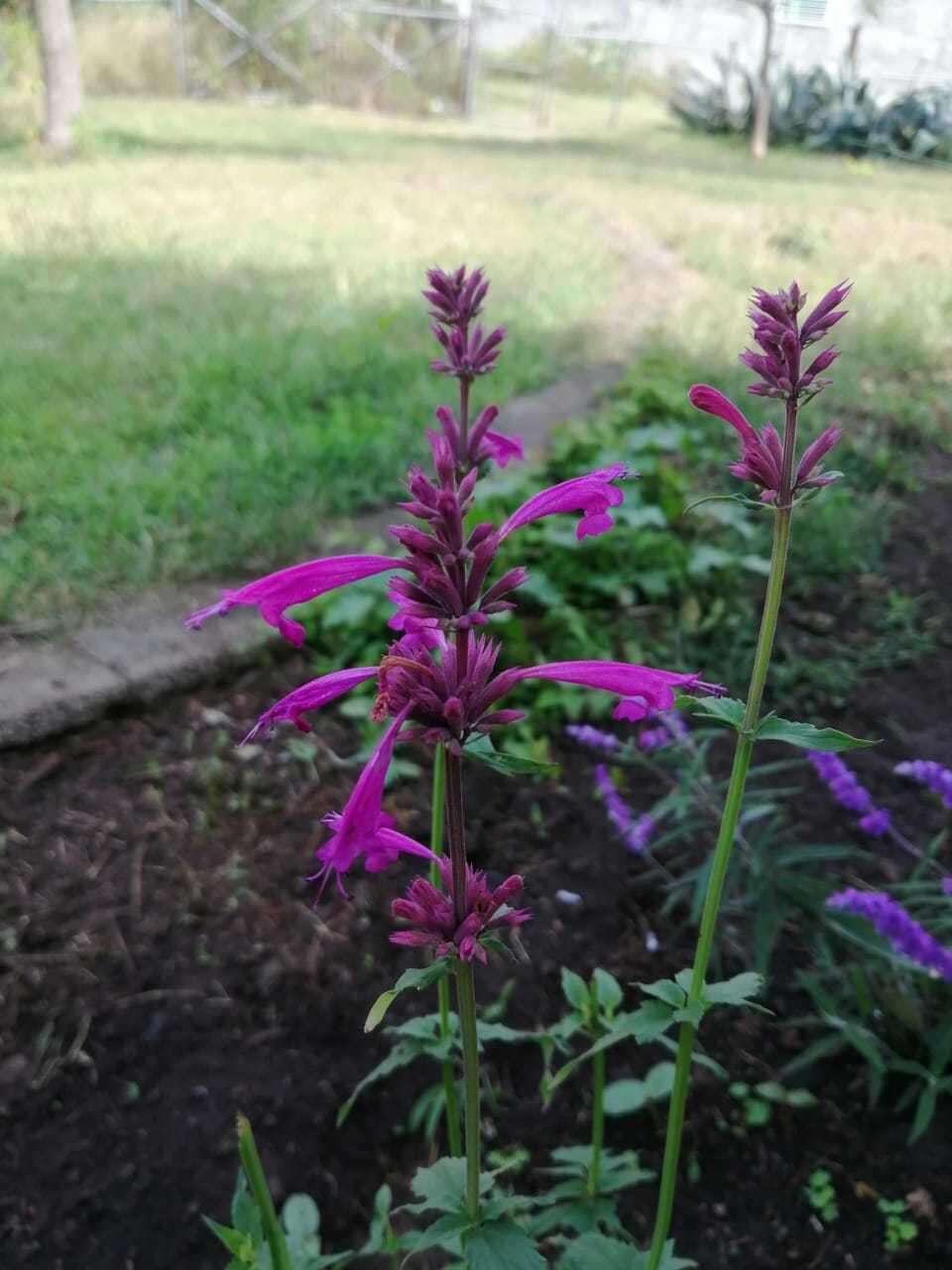 Image of Agastache mexicana (Kunth) Lint & Epling