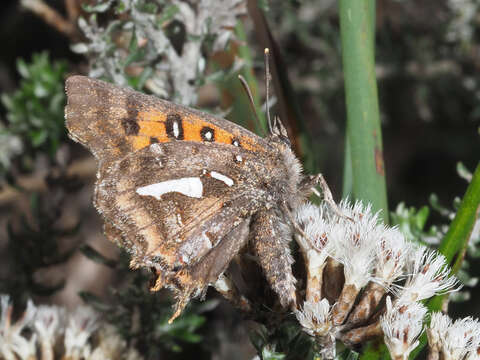 Image of Phasis thero (Linnaeus 1764)