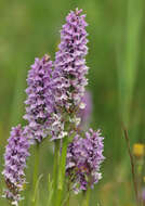 Imagem de Dactylorhiza grandis (Druce) P. F. Hunt