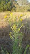 Image of telegraphweed