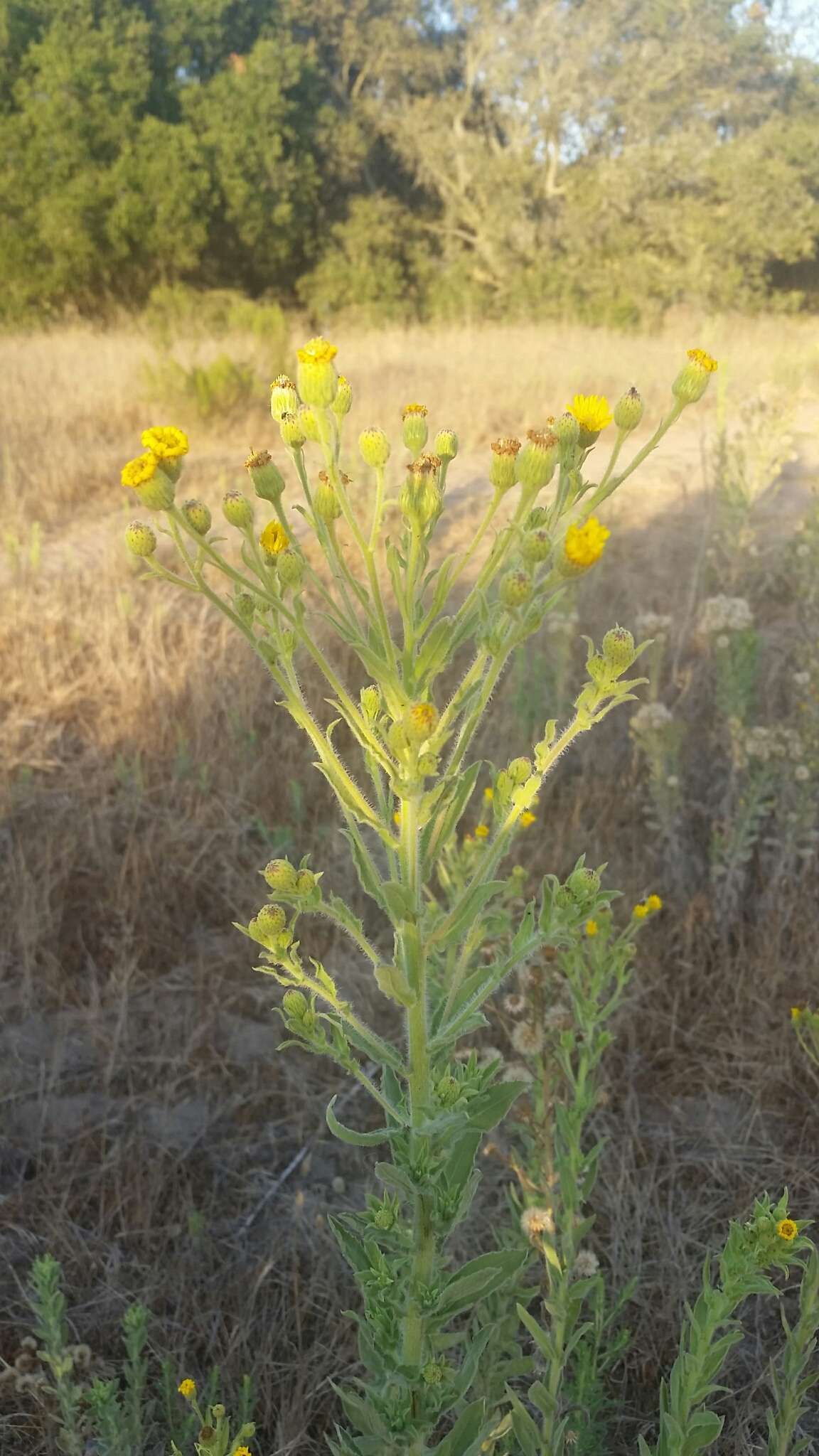 Слика од Heterotheca grandiflora Nutt.