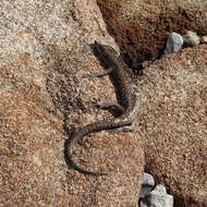 Image of Spotted Skink