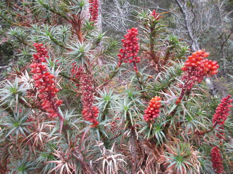 Image of Richea scoparia Hook. fil.