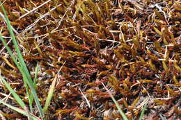 Слика од Polytrichum juniperinum Hedwig 1801