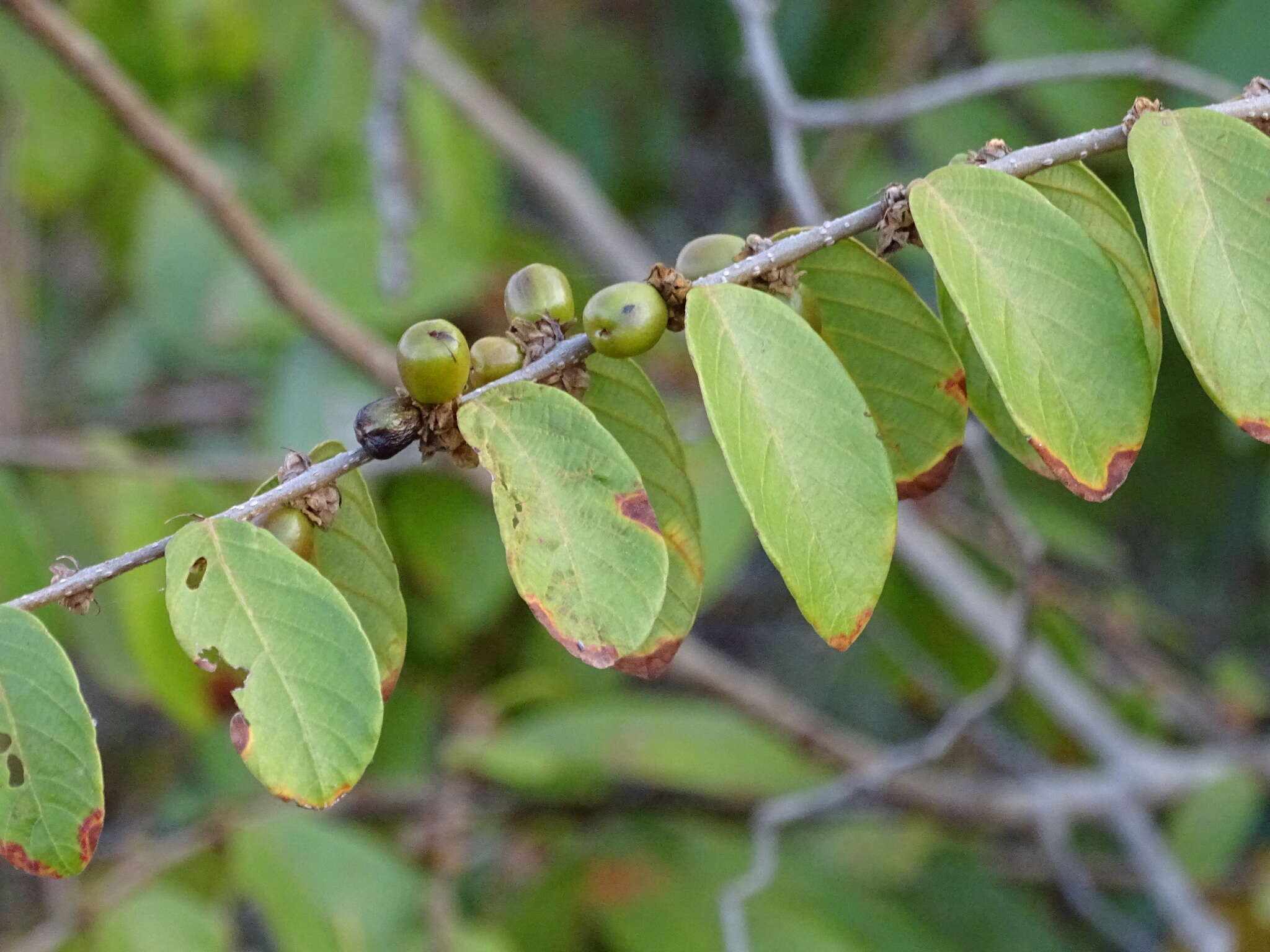 Image of Bridelia stipularis (L.) Blume