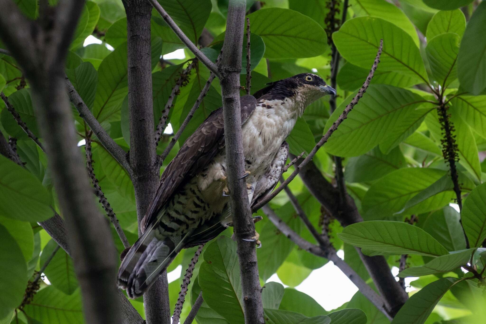 Sivun Pernis ptilorhynchus torquatus Lesson & R 1830 kuva