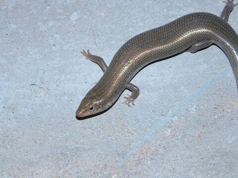 Image of Many-scaled Cylindrical Skink