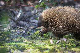 Image of Short-beaked Echidna