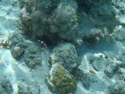 Image of African clown wrasse