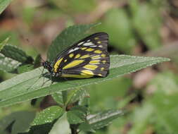 Image of Prioneris thestylis (Doubleday 1842)