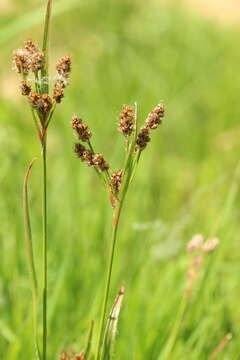 Image of Pale European Wood-Rush