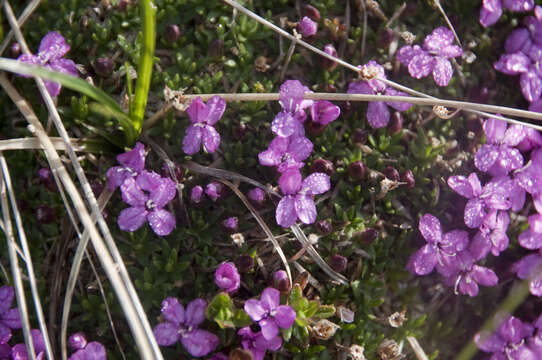 Image of Silene acaulis subsp. longiscapa Vierh.