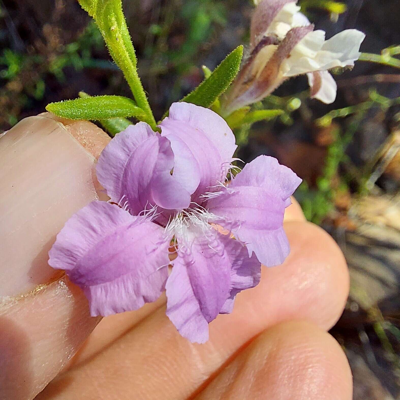 Image of Coopernookia barbata (R. Br.) Carolin