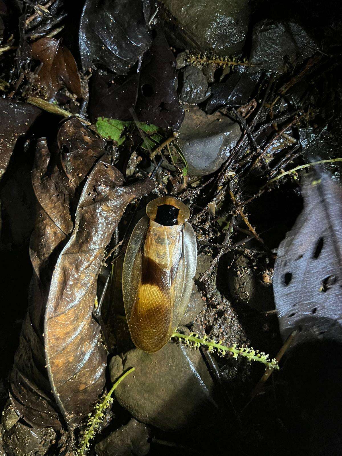 صورة Blaberus giganteus (Linnaeus 1758)