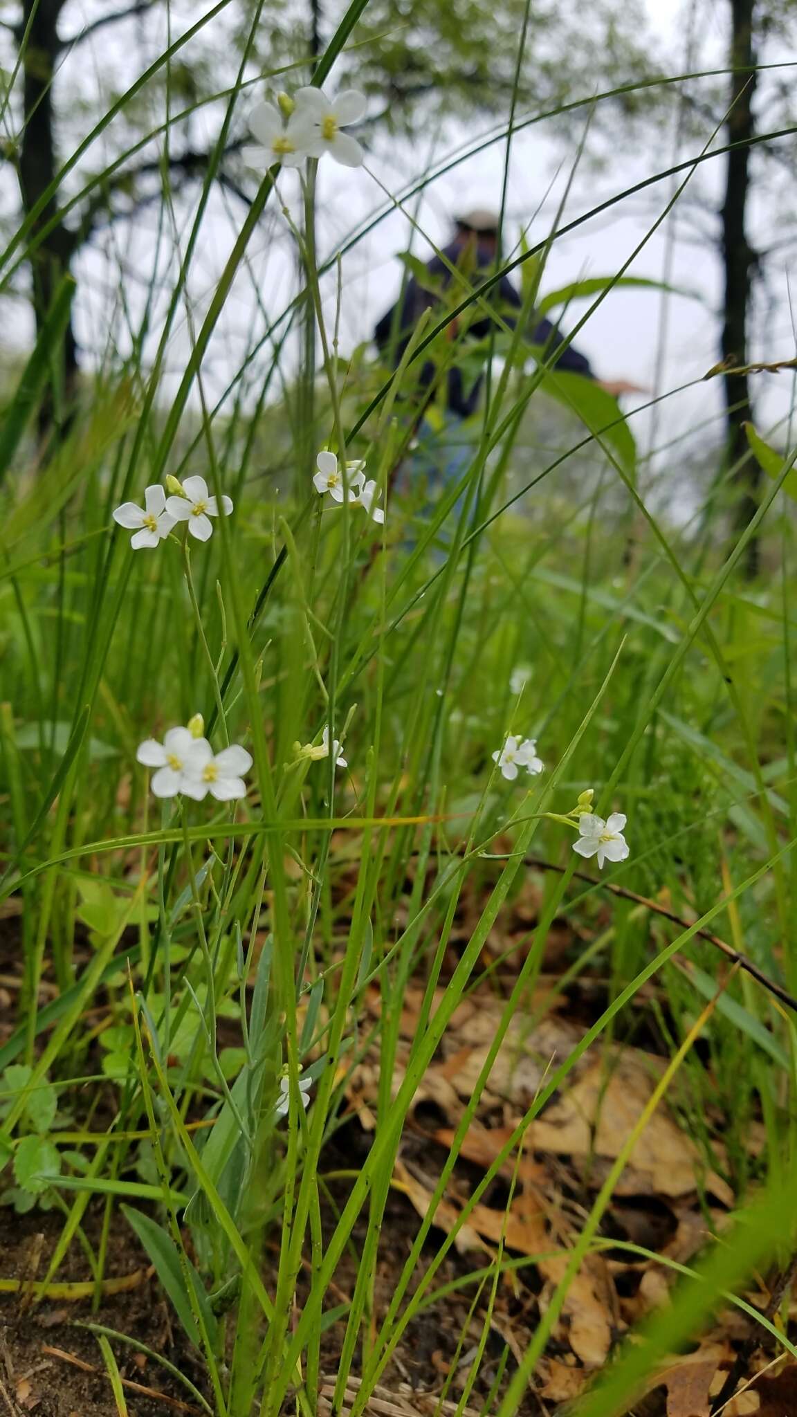 Plancia ëd Arabidopsis lyrata (L.) O'Kane & Al-Shehbaz