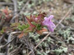 Слика од Thymus ternejicus