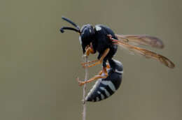 Sivun Tropidodynerus interruptus (Brulle 1832) kuva