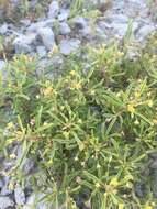 Image of Small-Flower Stinkweed