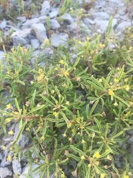 Image of Small-Flower Stinkweed