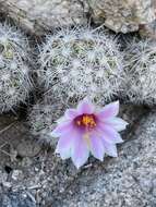 Mammillaria insularis H. E. Gates的圖片