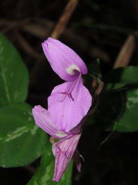 Image of Dicliptera tinctoria