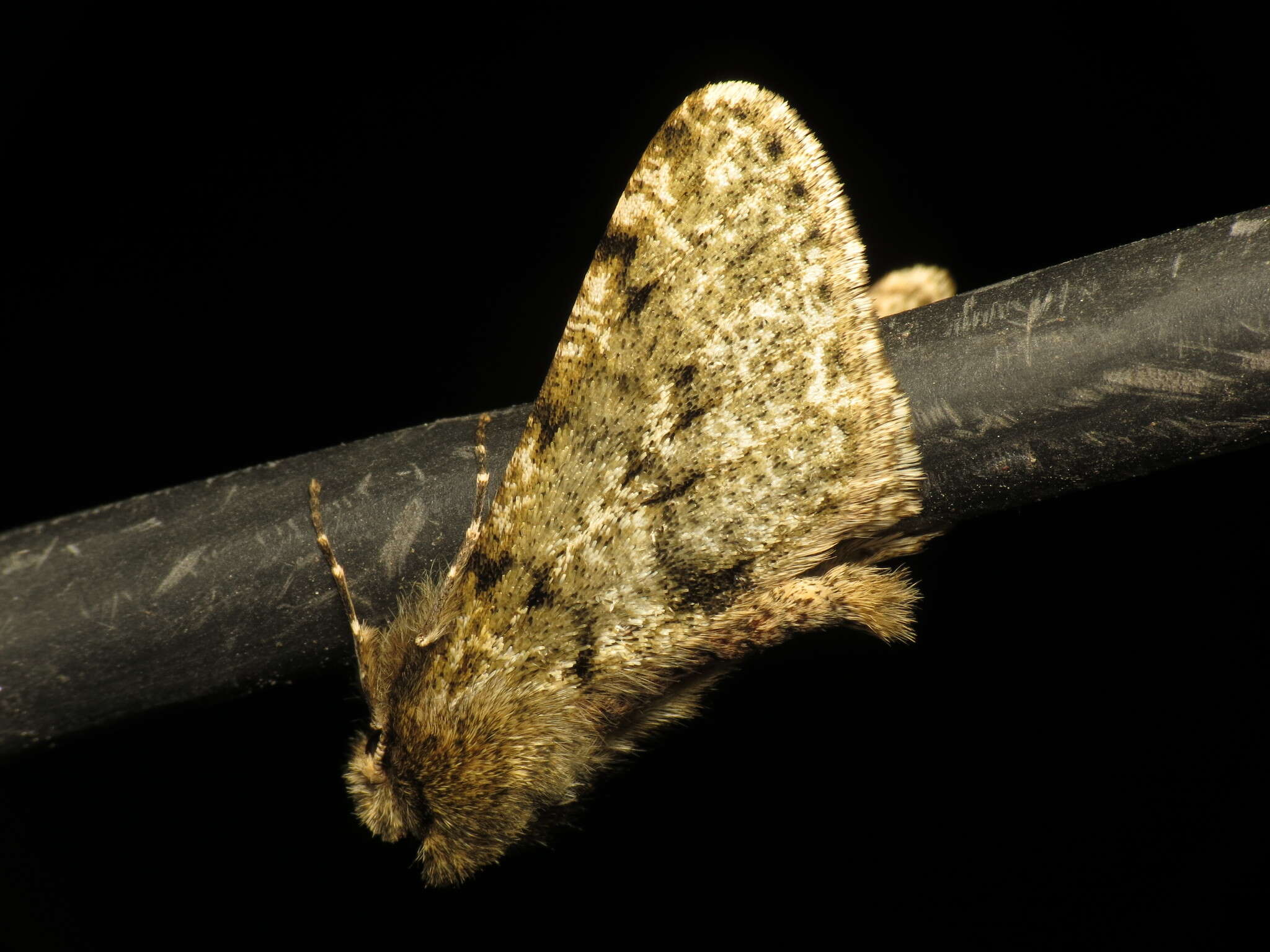 Image of pale brindled beauty