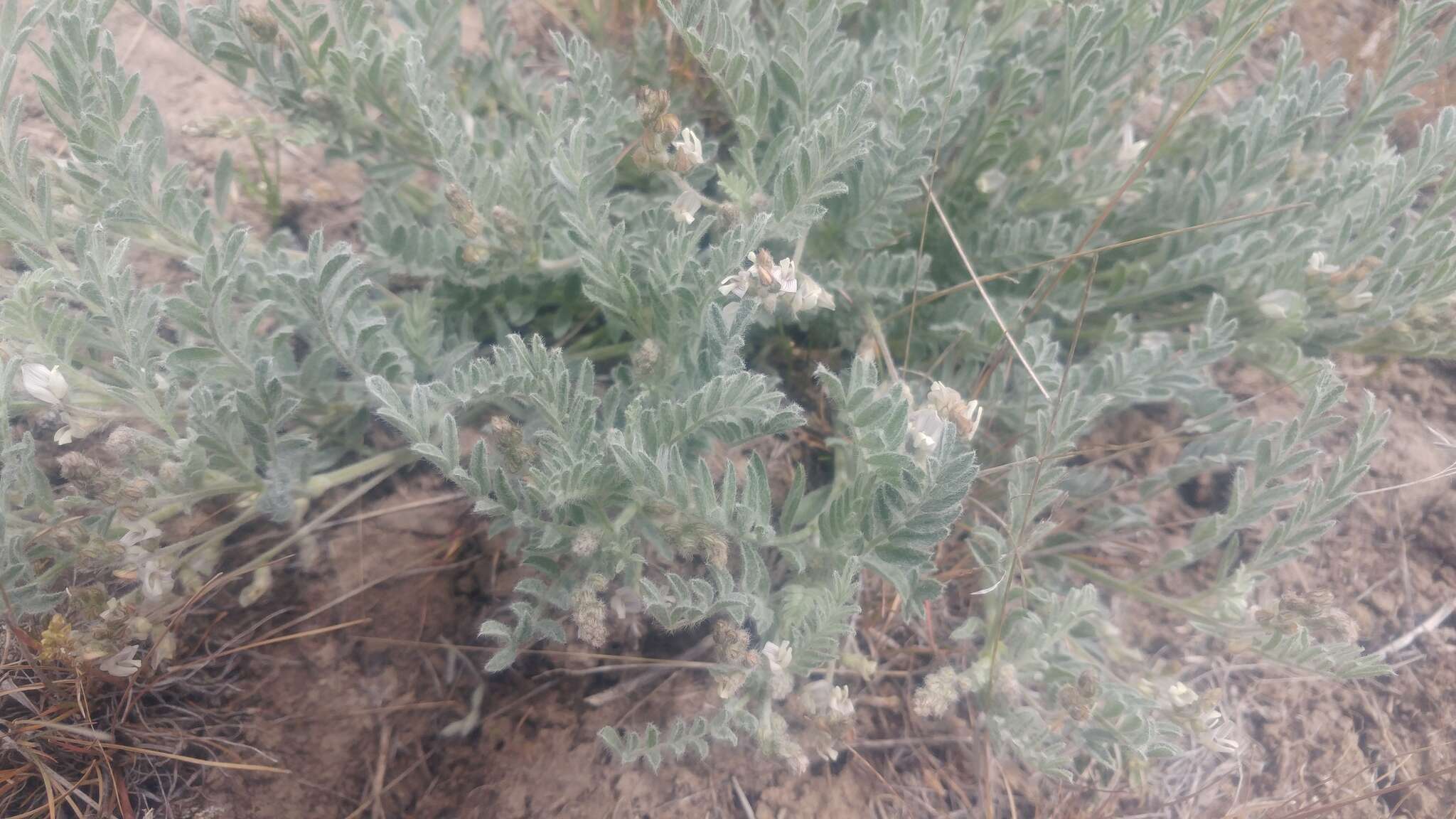 Imagem de Astragalus lyallii A. Gray