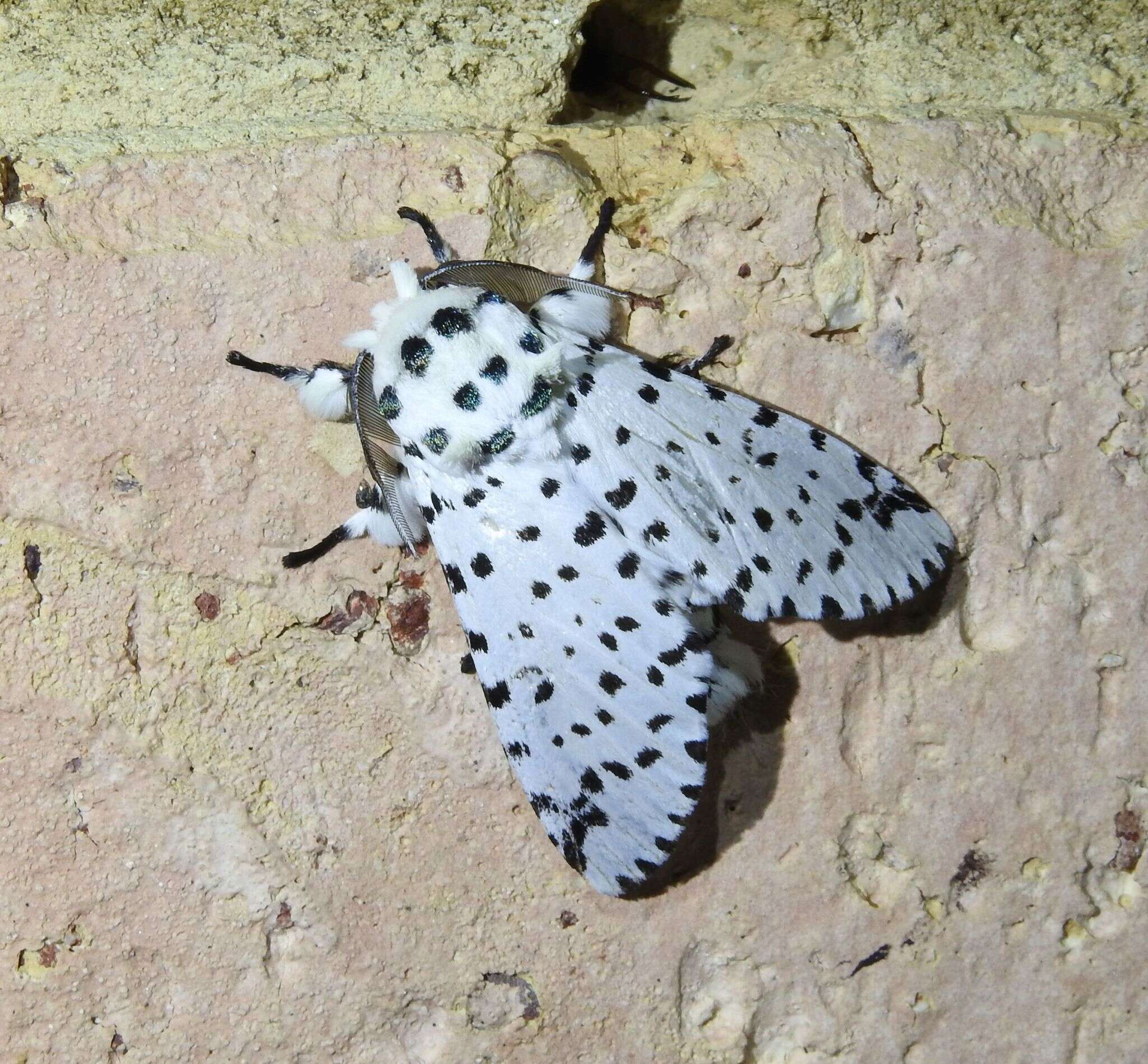 Image of Kamalia multipunctata