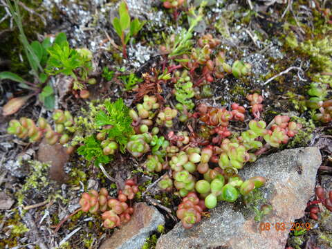 Image of Pacific stonecrop